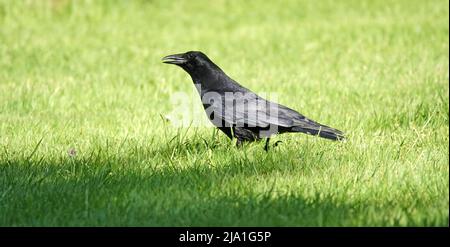 Schwarze Krähe oder Corvus Corone auf der Suche nach Futter auf einer Wiese Stockfoto