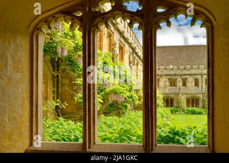 OXFORD CITY ENGLAND MAGDALEN COLLEGE DER KREUZGANG MIT STATUEN UND EINER FÜLLE VON GLYZINIEN-BLUMEN, DIE DURCH EIN FENSTER GESEHEN WERDEN Stockfoto