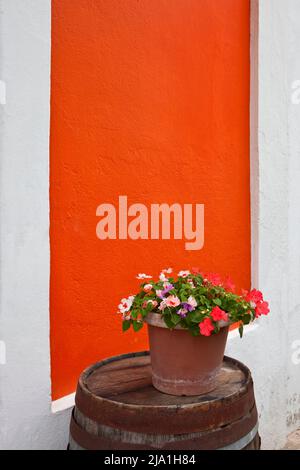 Schöne Blumen auf einem verwitterten Fass in Old San Juan, Puerto Rico Stockfoto