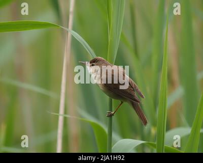 Diese winzigen Vögel ziehen aus ihren Brutgebieten in den Süden der Sahara in Afrika! Stockfoto