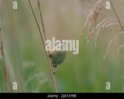 Diese winzigen Vögel ziehen aus ihren Brutgebieten in den Süden der Sahara in Afrika! Stockfoto