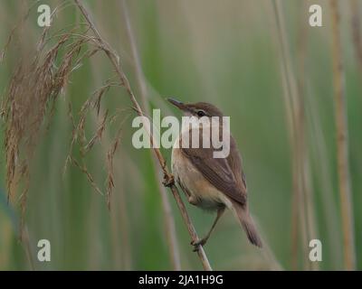 Diese winzigen Vögel ziehen aus ihren Brutgebieten in den Süden der Sahara in Afrika! Stockfoto