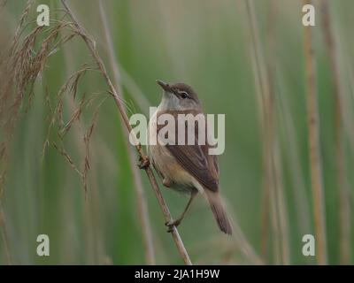 Diese winzigen Vögel ziehen aus ihren Brutgebieten in den Süden der Sahara in Afrika! Stockfoto