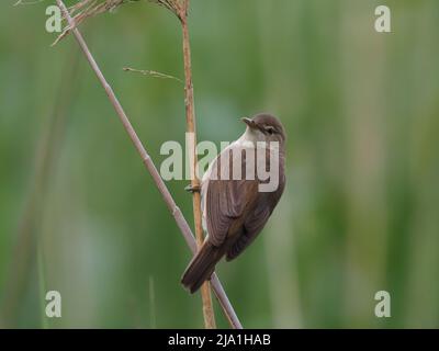 Diese winzigen Vögel ziehen aus ihren Brutgebieten in den Süden der Sahara in Afrika! Stockfoto