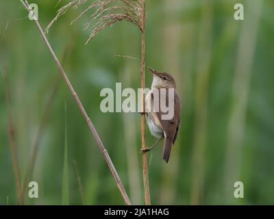 Diese winzigen Vögel ziehen aus ihren Brutgebieten in den Süden der Sahara in Afrika! Stockfoto