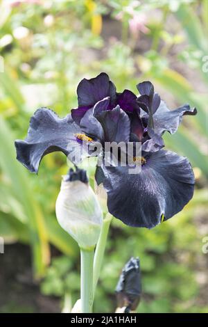 Heritage Iris „Old Black Magic“. Stockfoto