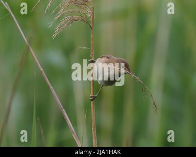 Diese winzigen Vögel ziehen aus ihren Brutgebieten in den Süden der Sahara in Afrika! Stockfoto