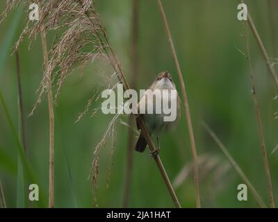 Diese winzigen Vögel ziehen aus ihren Brutgebieten in den Süden der Sahara in Afrika! Stockfoto