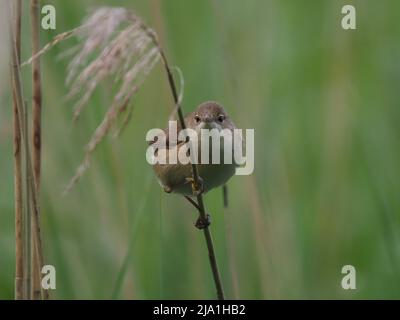 Diese winzigen Vögel ziehen aus ihren Brutgebieten in den Süden der Sahara in Afrika! Stockfoto