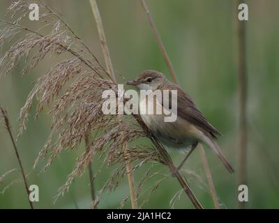 Diese winzigen Vögel ziehen aus ihren Brutgebieten in den Süden der Sahara in Afrika! Stockfoto