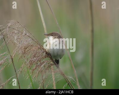 Diese winzigen Vögel ziehen aus ihren Brutgebieten in den Süden der Sahara in Afrika! Stockfoto