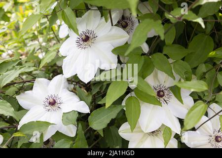 Clematis 'Miss Bateman'. Stockfoto