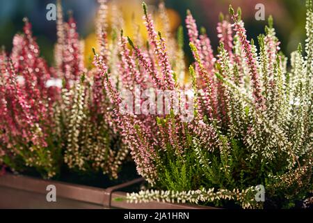 Frische rosa und weiße Heidekraut- oder Calluna vulgaris-Blüten wachsen an einem sonnigen Herbsttag im Freien Stockfoto