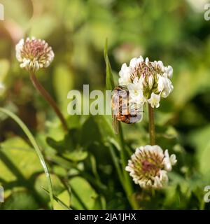 Honigbiene auf dem Kleeblatt blüht im grünen Feld. Stockfoto