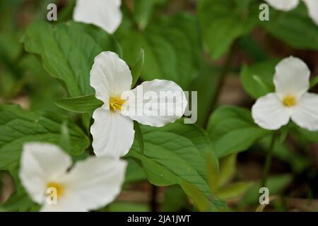 Nahaufnahme Eines großen weißen Trillium-Fleck im Wald im Frühjahr in Ontario, Kanada Stockfoto