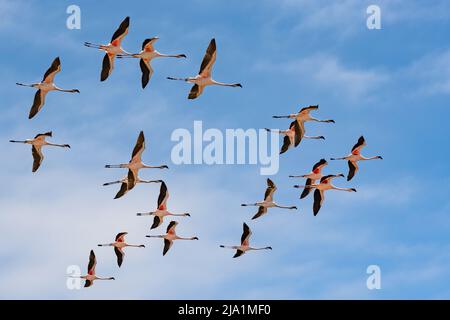Schar von rosa Flamingos fliegen in Namibia, schöne Vögel Stockfoto