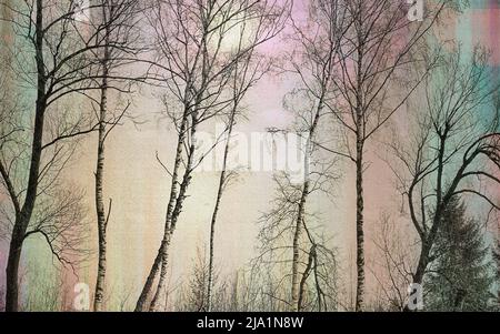 FOTOKUNST: Espen im Loisach Moor bei Kochel, Bayern, Deutschland Stockfoto