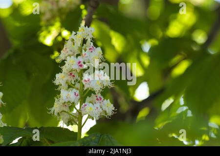 Blüten der Rosskastanie (Aesculus hippocastanum) im Frühlings-Sonnenlicht Stockfoto