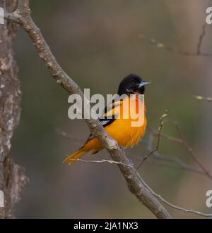 Nahaufnahme eines männlichen Baltimore Oriole Vogels Stockfoto