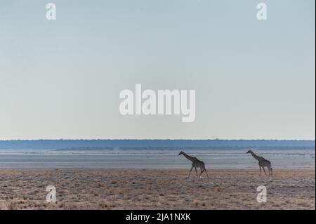 Wide Angle Shot von zwei angolanischen Giraffen - Giraffa giraffa angolensis - illustriert die große Offenheit der Ebenen von Etosha National Park, Namibia. Stockfoto