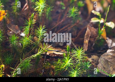 Grünes Moos wächst auf einem Sumpfboden in einem Wald, Nahaufnahme natürliches Foto. Polytrichum juniperinum, allgemein bekannt als Wacholderhaarkappe oder Wacholderpolytr Stockfoto
