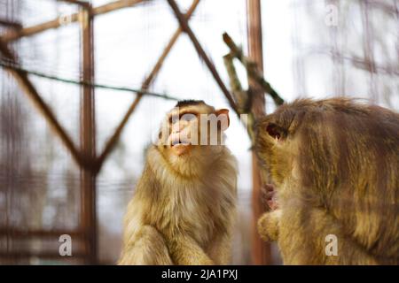 Unschärfe zwei niedliche Affen leben in einem natürlichen Wald Thailands. Trauriger Affe im Zoo. Monkeypox-Virus. Grüner Hintergrund. Verschwommene Verzweigungen im Vordergrund. Stockfoto