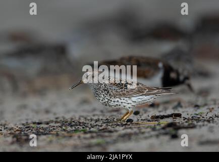 Purple Sandpiper Calidris maritima an der felsigen Küste bei Bamburgh in Northumberland, Großbritannien Stockfoto