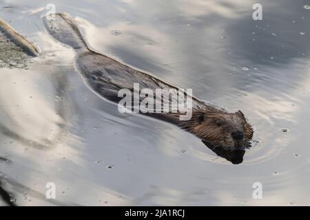 North American Beaver (Castor) schwimmend in einem borealen Waldsee, Alberta, Kanada Stockfoto