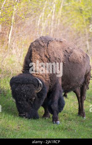 Wild Male Plains Bison, Alberta, Kanada Stockfoto