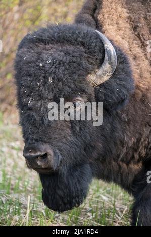 Wild Male Plains Bison, Alberta, Kanada Stockfoto