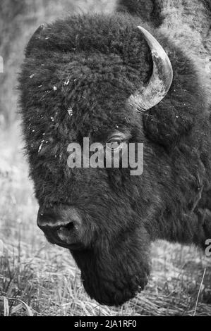 Wild Male Plains Bison, Alberta, Kanada Stockfoto