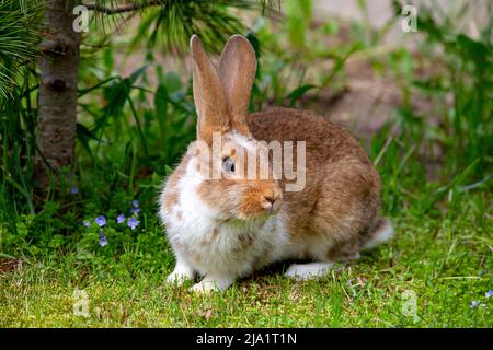 Ein rotes Kaninchen sitzt auf dem grünen Gras unter einer Kiefer Stockfoto