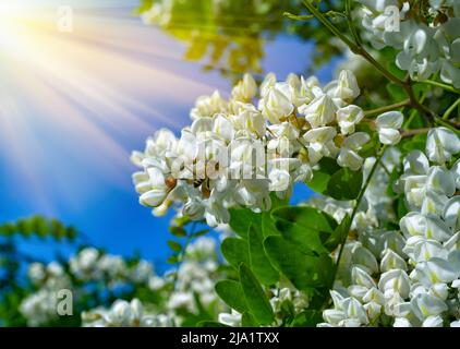 Weiße Blüten von Akazie zwischen grünem Laub vor einer hellen Sonne am blauen Himmel. Eine Biene bestäubt weiße Akazienblüten Stockfoto