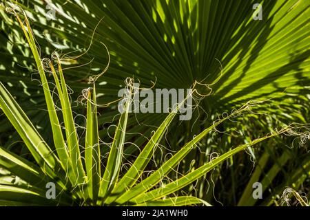 Nahaufnahme einer Fächerpalme, wo die zarten Enden der Wedel von den Winden in Fäden geschlagen werden. Stockfoto