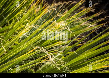 Nahaufnahme einer Fächerpalme, wo die zarten Enden der Wedel von den Winden in Fäden geschlagen werden. Stockfoto