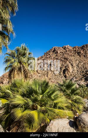 In der Fortynine Palms Desert Oasis im Joshua Tree National Park. Stockfoto