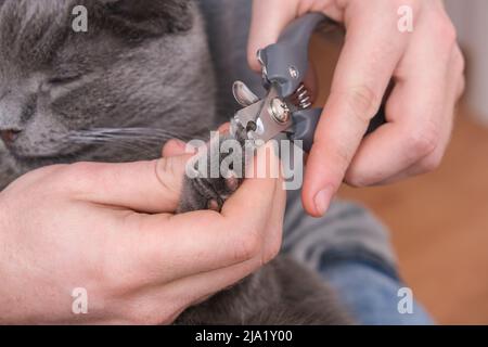 Ein Mann schneidet mit einem Klauenschneider die Krallen einer jungen grauen Katze. Chartreuse widersteht. Stockfoto