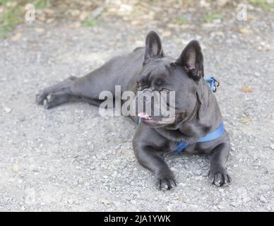 8 Monate alte Blaue Isabella Französin, die sich hingelegt und wegschaut. Hundepark an der Leine in Nordkalifornien. Stockfoto