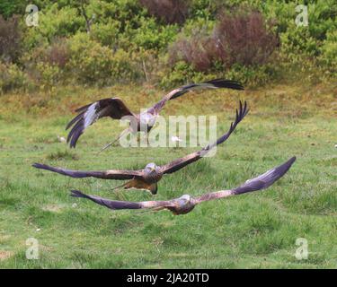 Mai 2022 - Red Kite Futterstation Stockfoto