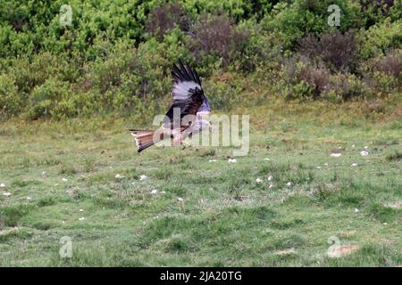 Mai 2022 - Red Kite Futterstation Stockfoto