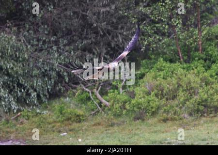 Mai 2022 - Red Kite Futterstation Stockfoto