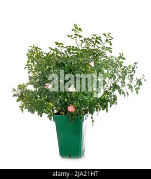 Rose Pflanze vor weißem Hintergrund Stockfoto
