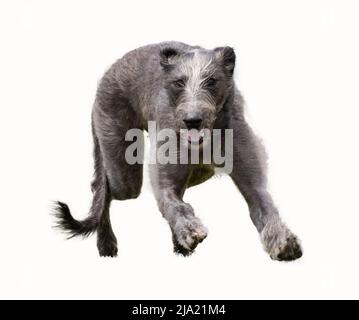 Irischer Wolfhound läuft vor weißem Hintergrund Stockfoto