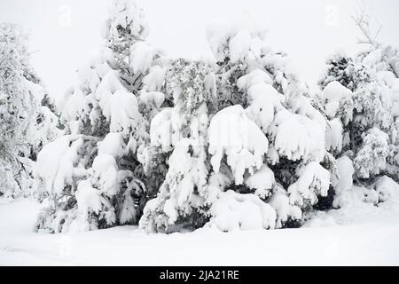 Schneesturm im späten Frühling in Colorado Springs, 20.-21. Mai 2022 Stockfoto