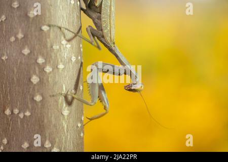 Gottesanbeterin geht den Stamm eines Baumes hoch, auf dem Hintergrund auf den herbstlichen gelben Blättern. Transkaukasische Baummantis (Hierodula transkaucasica), Nahaufnahme Stockfoto