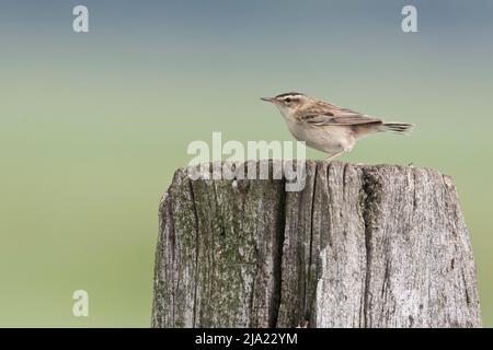 Schilfrohrsänger (Acrocephalus Schoenobaenus), Niedersachsen, Deutschland Stockfoto