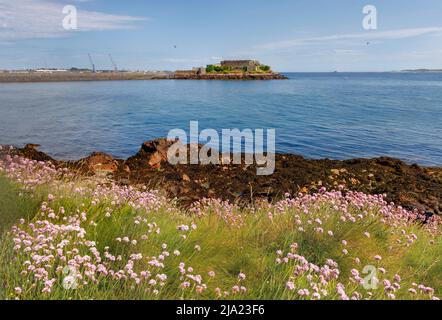 Schloss Cornet und Hafen von St. Peter Port, Hauptstadt von Guernsey, von La Valette aus gesehen, mit rosa Seethrift (Armeria maritima) im Vordergrund Stockfoto