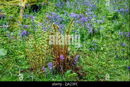 Die Entfaltung von Farnen in englischen Bluebells (Hyacinthoides non-scripta) blüht im Frühjahr bei White Down, Surrey Hills Area of Outstanding Natural Beauty Stockfoto