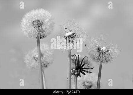 Löchzapfen, Samenkopf, Löchzapfen (Taraxacum), schwarz und weiß Stockfoto