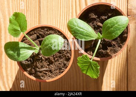 Zucchini oder Zucchini-Sämlinge in orangefarbenen Kunststoffbehältern. Grüne Sprösslinge Pflanzen in einem Kindergarten Grundstück. Home Gardening Konzept. Stockfoto